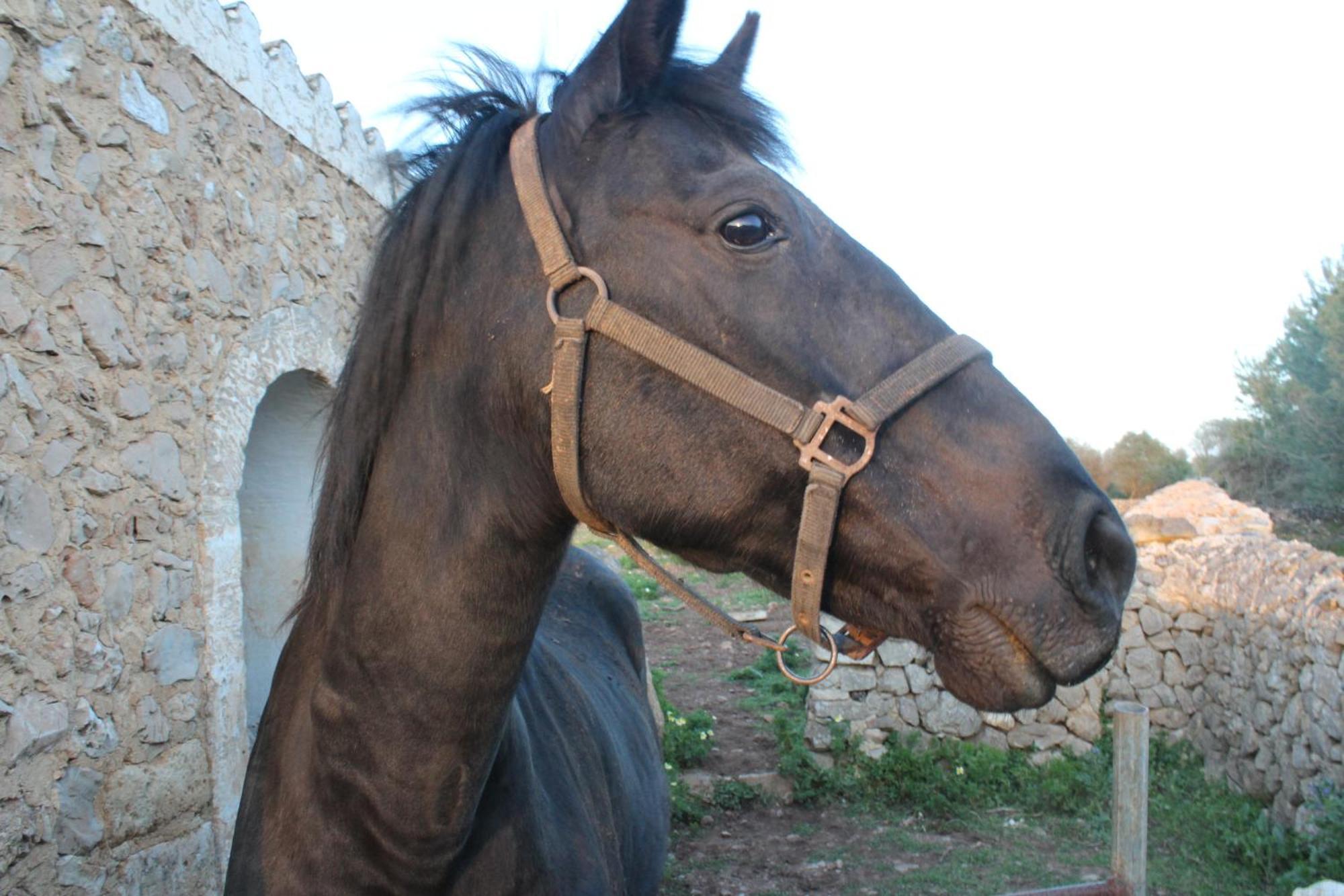 Agroturismo Santa Mariana Alaior Exteriér fotografie