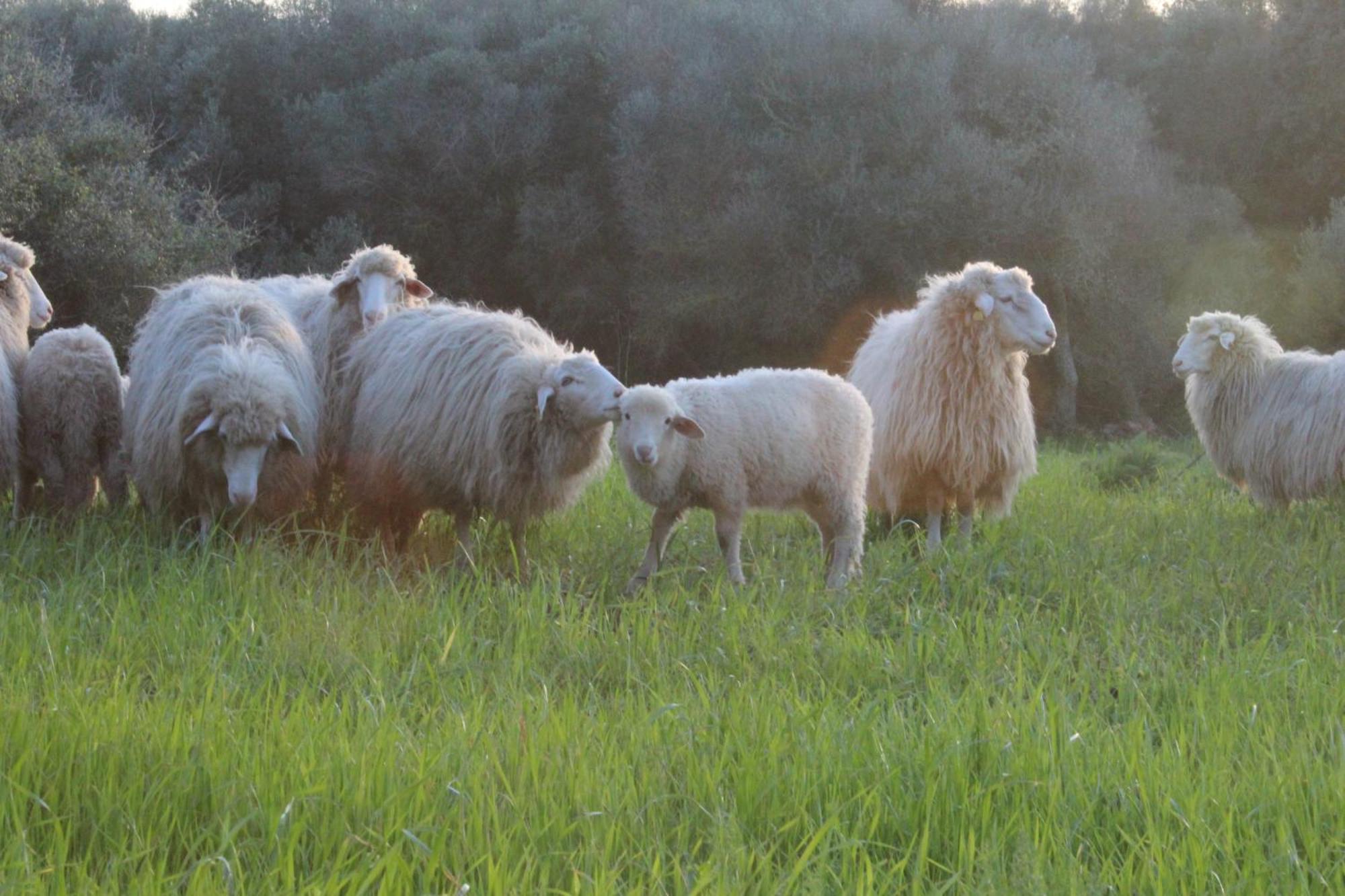 Agroturismo Santa Mariana Alaior Exteriér fotografie