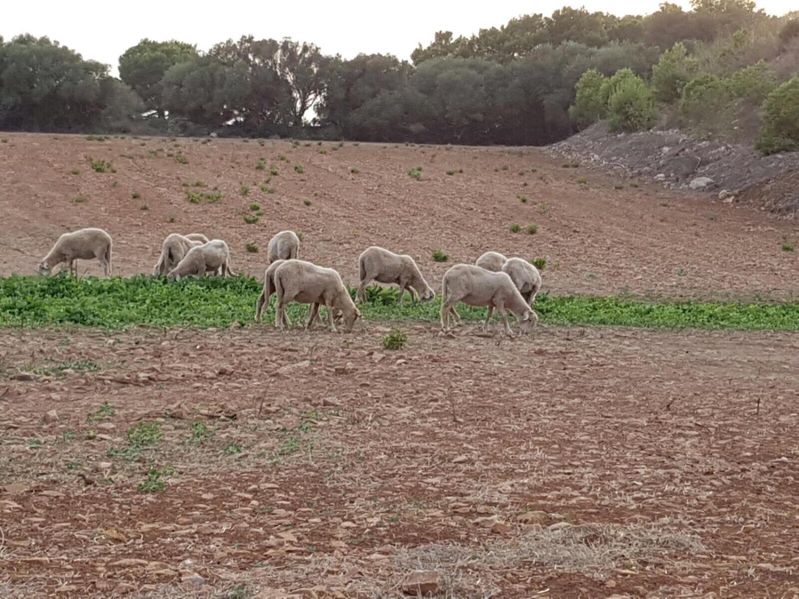 Agroturismo Santa Mariana Alaior Exteriér fotografie